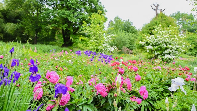 Die Familie Mattuschka hat einen Paradiesgarten errichtet. 