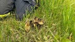 Süß: die geretteten Küken in St. Pölten
