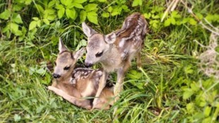 Rehe fallen besonders häufig Wildunfällen zum Opfer.