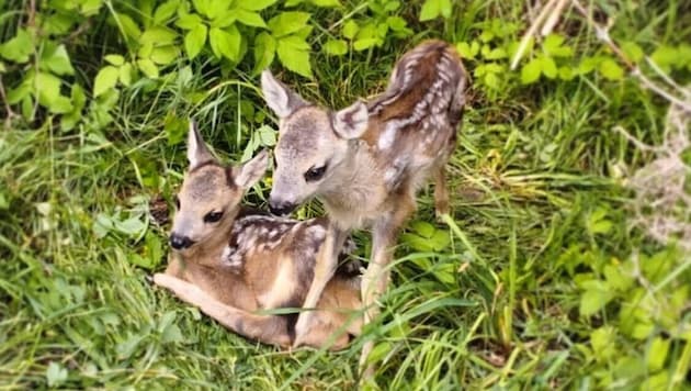 Rehe fallen besonders häufig Wildunfällen zum Opfer.