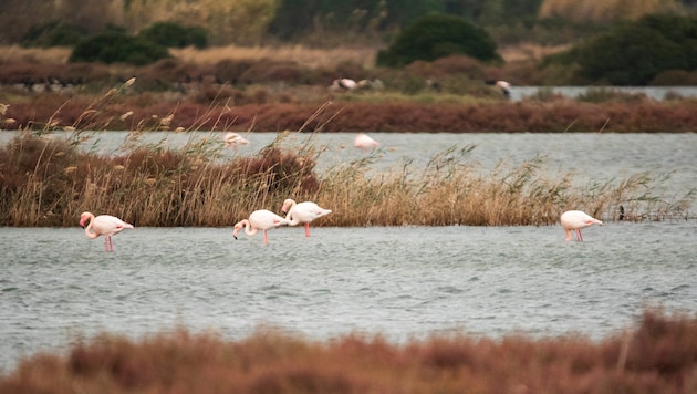 Das Po-Delta ist eine traditionsreiche Reisanbauregion, bekannt für Sorten wie Arborio und Carnaroli. Dort lassen sich nun vermehrt Flamingos nieder und zerstören junge Reispflanzen. (Symbolbild)