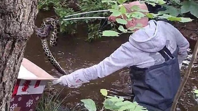 Erst ein eigens spezialisierter Experte konnte das Tier aus dem Wasser fischen.