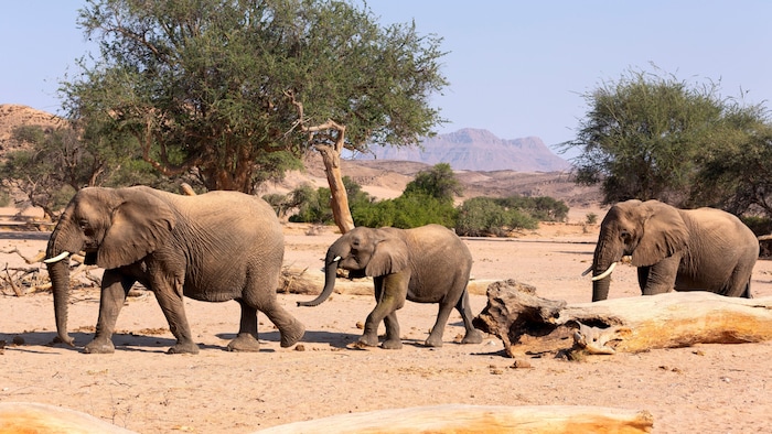In der Nähe des Skeleton Coast Nationalparks ziehen die seltenen Wüstenlöwen und Wüstenelefanten jedes Jahr Tausende Touristen an.