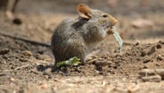 Die seltenen, scheuen Feldspitzmäuse (Bild) übertragen das Borna-Virus.