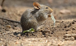 Die seltenen, scheuen Feldspitzmäuse (Bild) übertragen das Borna-Virus.