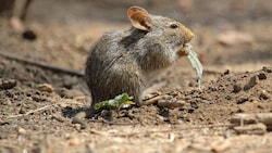 Die seltenen, scheuen Feldspitzmäuse (Bild) übertragen das Borna-Virus.