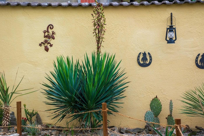 Die erste Yucca, die Halasz von seiner Mutter geschenkt bekam, blüht gerade. 