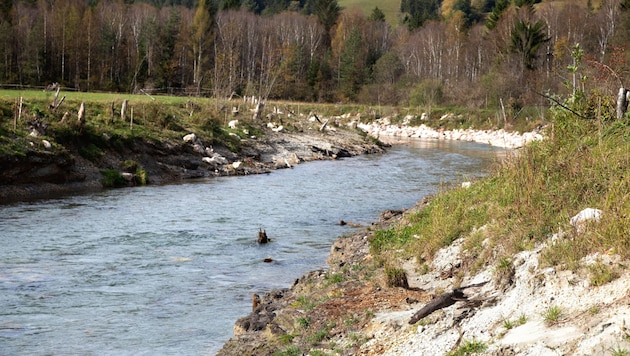 Im Unterlauf der Enns wurde der Hochwasserschutz schon vor eineinhalb Jahren verbessert. 
