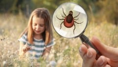 Sie warten im langen Gras, in Büschen und am Boden: Nach jedem Besuch in der Natur sollten Sie ...
