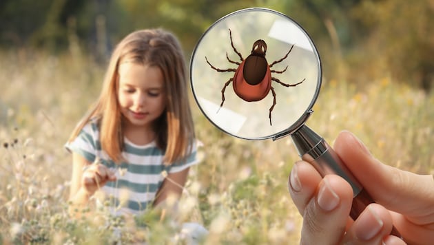 Sie warten im langen Gras, in Büschen und am Boden: Nach jedem Besuch in der Natur sollten Sie Ihren Körper auf Zecken untersuchen.  
