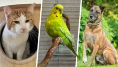 Kater Oswald, Wellensittich Graciela und Malinois Ares, sie alle suchen einen schönen Platz zum ...