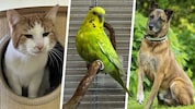 Kater Oswald, Wellensittich Graciela und Malinois Ares, sie alle suchen einen schönen Platz zum Leben. (Bild: Krone KREATIV/Tierheim Linz (2), Laura Berndl (1))