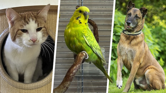 Kater Oswald, Wellensittich Graciela und Malinois Ares, sie alle suchen einen schönen Platz zum Leben.