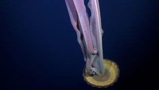 Diese riesige Qualle haben Forscherinnen und Forscher unter einem freigelegten Meeresboden ...