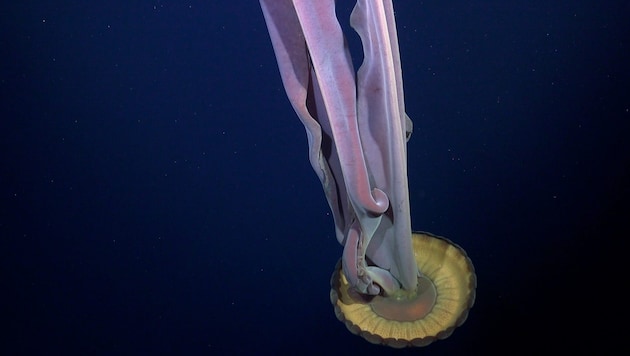 Diese riesige Qualle haben Forscherinnen und Forscher unter einem freigelegten Meeresboden entdeckt, nachdem sich ein Eisberg in der Antarktis gelöst hatte.