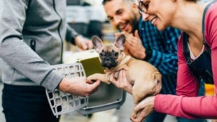 „Moderassen“ mit Qualzuchtmerkmalen – wie etwa der French Bulldog – können bei dubiosen Züchtern ...