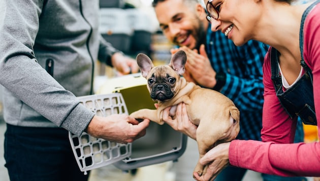 „Moderassen“ mit Qualzuchtmerkmalen – wie etwa der French Bulldog – können bei dubiosen Züchtern per Mausklick bestellt werden und werden prompt geliefert. Für den Käufer ist in diesen Fällen kaum nachvollziehbar, woher das Tier wirklich stammt und ob es gesund ist. 