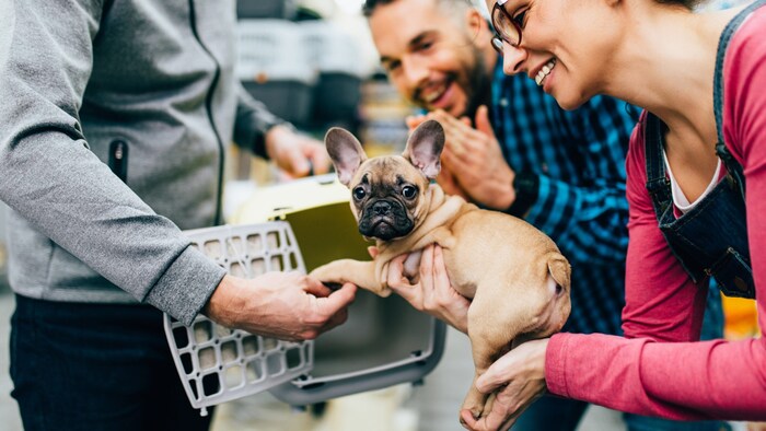 Der Verkauf von Hunden mit Qualzuchtmerkmalen ist in manchen Ländern bereits verboten.