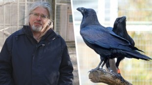 Biologe und Verhaltensforscher Thomas Bugnyar arbeitet seit langem mit Kolkraben, etwa am ...