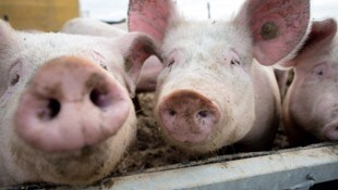 Einem Schweine-Bauern aus dem Bezirk St. Pölten wird erneut mit Räumung gedroht – doch die ...