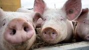 Einem Schweine-Bauern aus dem Bezirk St. Pölten wird erneut mit Räumung gedroht – doch die Sauerei ist eine ganz andere. (Bild: Molnar Attila)