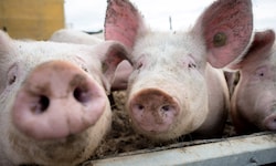 Einem Schweine-Bauern aus dem Bezirk St. Pölten wird erneut mit Räumung gedroht – doch die ...