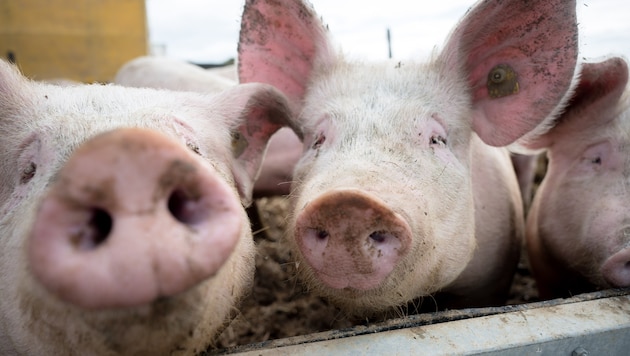 Einem Schweine-Bauern aus dem Bezirk St. Pölten wird erneut mit Räumung gedroht – doch die Sauerei ist eine ganz andere.