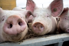 Einem Schweine-Bauern aus dem Bezirk St. Pölten wird erneut mit Räumung gedroht – doch die ...