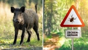 Spanien vermeldet Zahlen in Millionenhöhe – vielerorts sind Wildschweine auf dem Vormarsch. Auch die ganzjährig aktiven Zecken bereiten Experten zunehmend Sorgen. (Bild: Patrizia Ennemoser, stock.adobe.com)