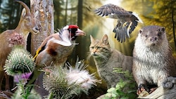 Strenge Schutzbestimmungen oder auch der Klimawandel sorgen dafür, dass es mit einigenTiertarten ...