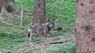 Das Bild ist nicht ganz scharf, aber es zeigt den Wolf, der aus dem Wald kam, sich ohne große Scheu fotografieren ließ und wieder weiterzog. (Bild: zVg)