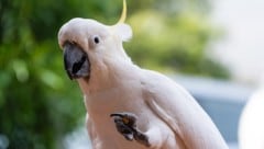 Gelbhaubenkakadus können mehr als 80 Jahre alt werden.