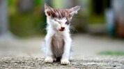 Herzzerreissend: Streunerkatzen leiden oft unter Krankheiten und stecken sich gegenseitig an. 