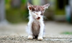 Herzzerreissend: Streunerkatzen leiden oft unter Krankheiten und stecken sich gegenseitig an. 
