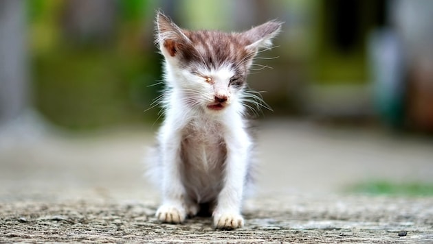 Herzzerreissend: Streunerkatzen leiden oft unter Krankheiten und stecken sich gegenseitig an.