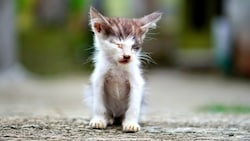 Herzzerreissend: Streunerkatzen leiden oft unter Krankheiten und stecken sich gegenseitig an. 
