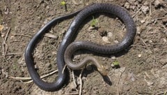 Das Schlangenweibchen in Steyr war 1,5 Meter lang.