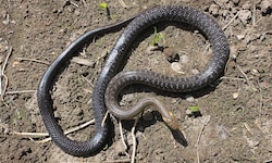 Das Schlangenweibchen in Steyr war 1,5 Meter lang.