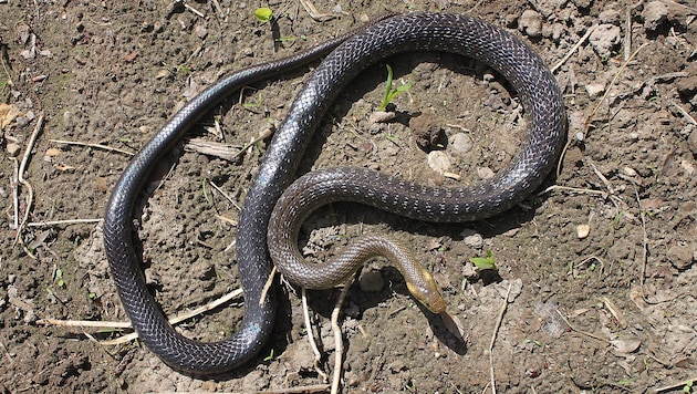Das Schlangenweibchen in Steyr war 1,5 Meter lang.