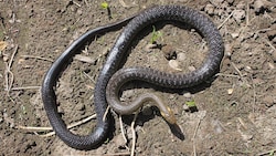 Das Schlangenweibchen in Steyr war 1,5 Meter lang.