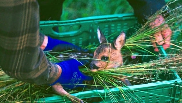 Die Rehkitze werden meist noch vor Sonnenaufgang aus dem hohen Gras gefischt, um sie zu ...