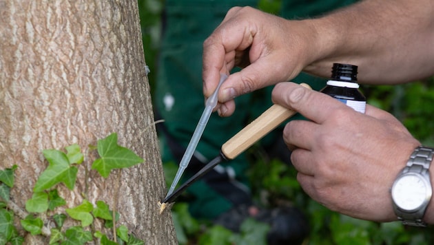 Ein spezielles Bakterium hilft im Kampf gegen den Götterbaum.