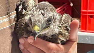 Der kleine Bussard darf jetzt behütet aufwachsen.