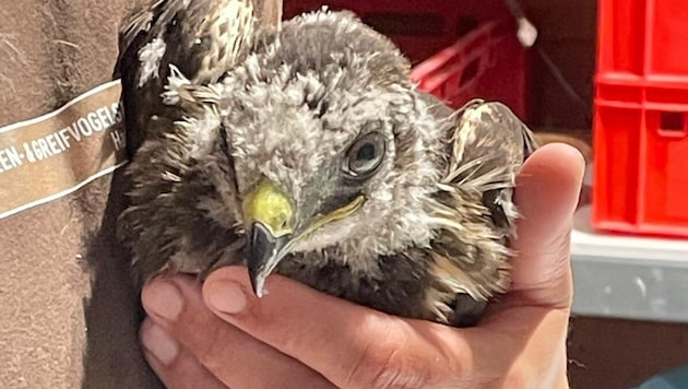 Der kleine Bussard darf jetzt behütet aufwachsen. 