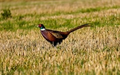 Für den Fasan wird es ebenso eng wie für den Igel! Das Land Niederösterreich steuert aber dagegen. (Bild: Österreichischer Tierschutzverein)