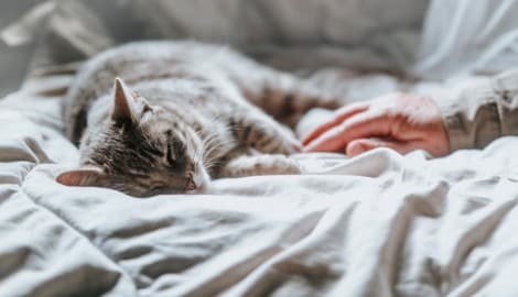 Gerade für betagte Menschen ist ein Haustier ein wichtiger Anker. (Symbolfoto) (Bild: mark_gusev - stock.adobe.com)