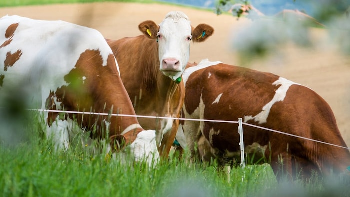 6500 Tonnen Rindfleisch werden jährlich in Enns verarbeitet. Mehr als 13.000 Bauern aus Österreich sind Teil des M-Rind-Programms.