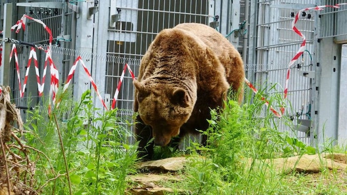 Der ehemalige Restaurantbär betritt zum ersten Mal Gras.