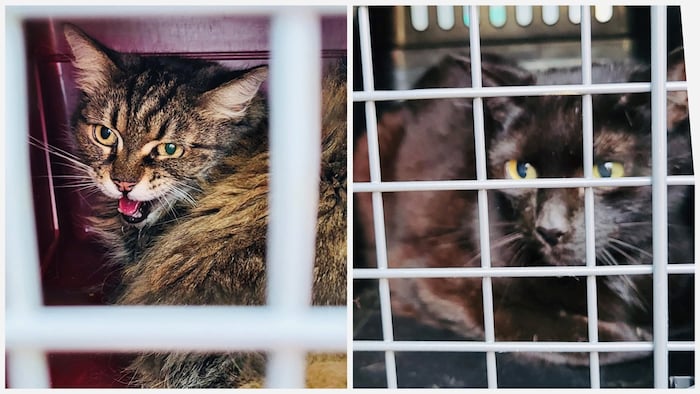 Die beiden Katzen wurden ins Tierschutzhaus Vösendorf gebracht und werden dort aufopfernd ...