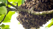 Der ausgeflogene Schwarm sucht sich eine neue Behausung und lässt sich oft zum Ausruhen auf ...